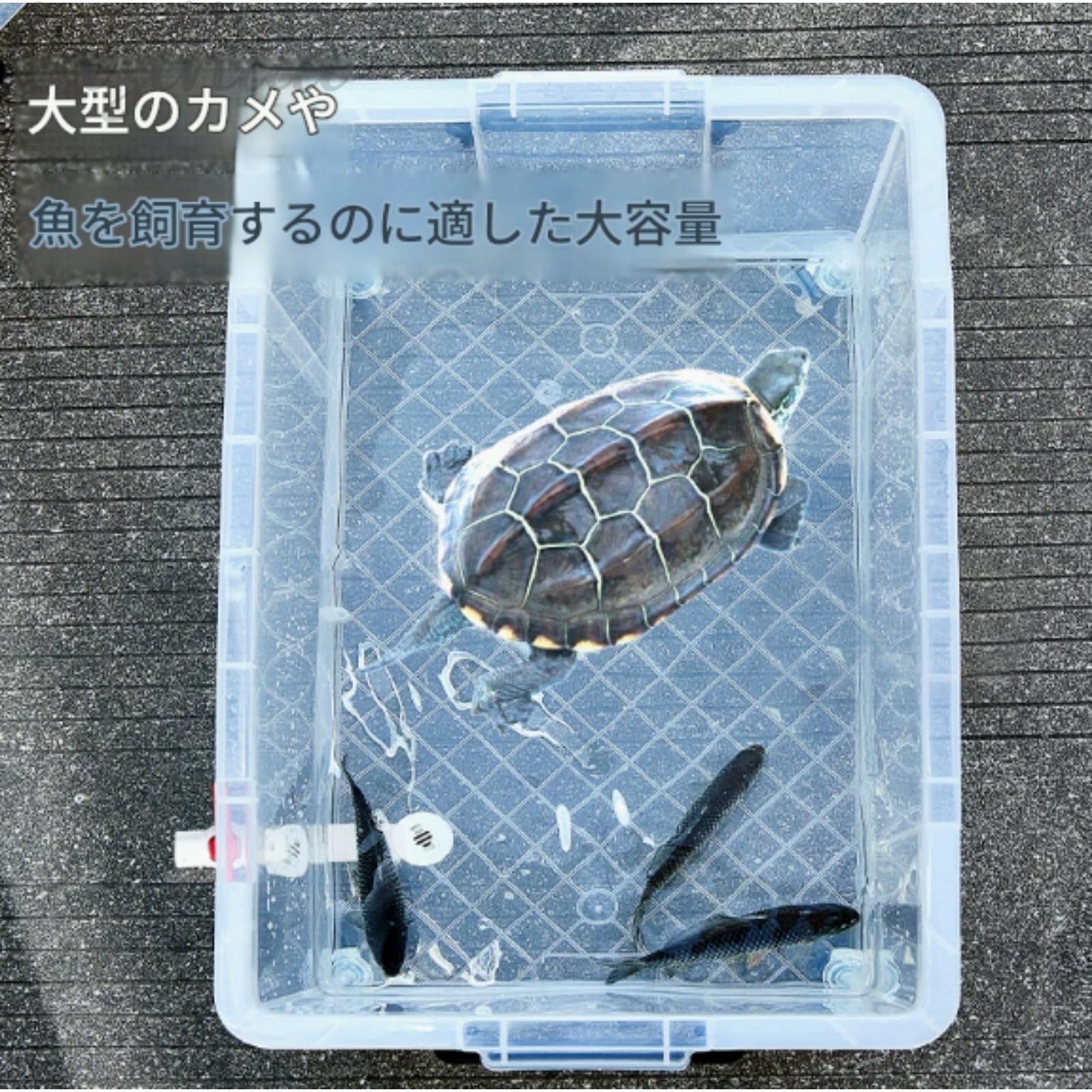 特大亀鉢 Amazon | 【kxzlhaa】特大サイズ亀飼育水槽 蓋付き飼育ケースセット